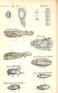 "Lanthorne Flie". In: Grew, Nehemia. 1681. Musaeum Regalis Societatis, or, A catalogue & description of the natural and artificial rarities belonging to the Royal Society and preserved at Gresham Colledge