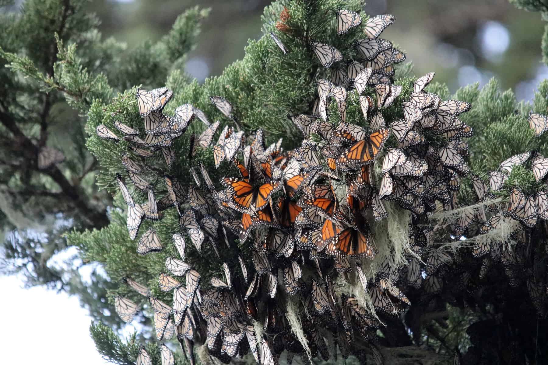 Schwärme von Monarchfaltern überwintern nahe Monterey, Kalifornien (Bild,: Joanna Gilkeson/USFWS).