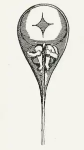 Präformationslehre: Das Menschlein (Homunculus) ist im Spermium bereits vorgeformt. Zeichnung von Nicolas Hartsoeker 1695